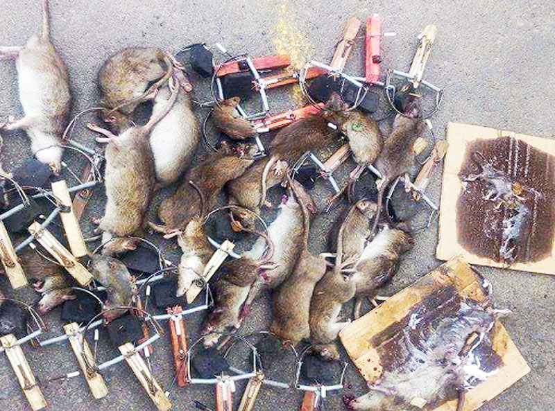 Diệt chuột chuyên nghiệp tại Đà Nẵng