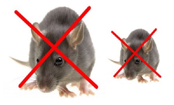 Những lưu ý khi diệt chuột bằng thuốc an toàn và hiệu quả nhất